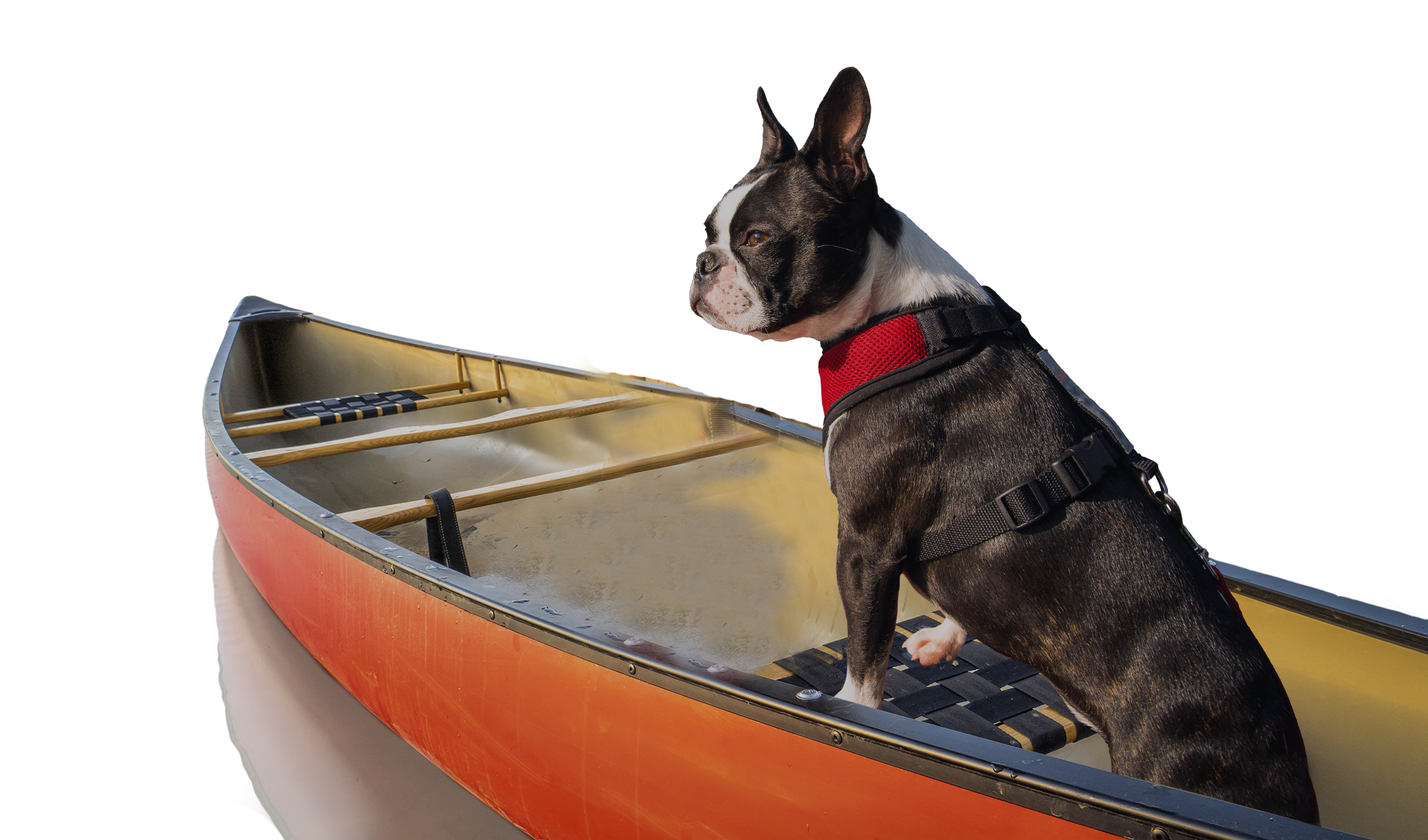 Boston Terrier In Boat