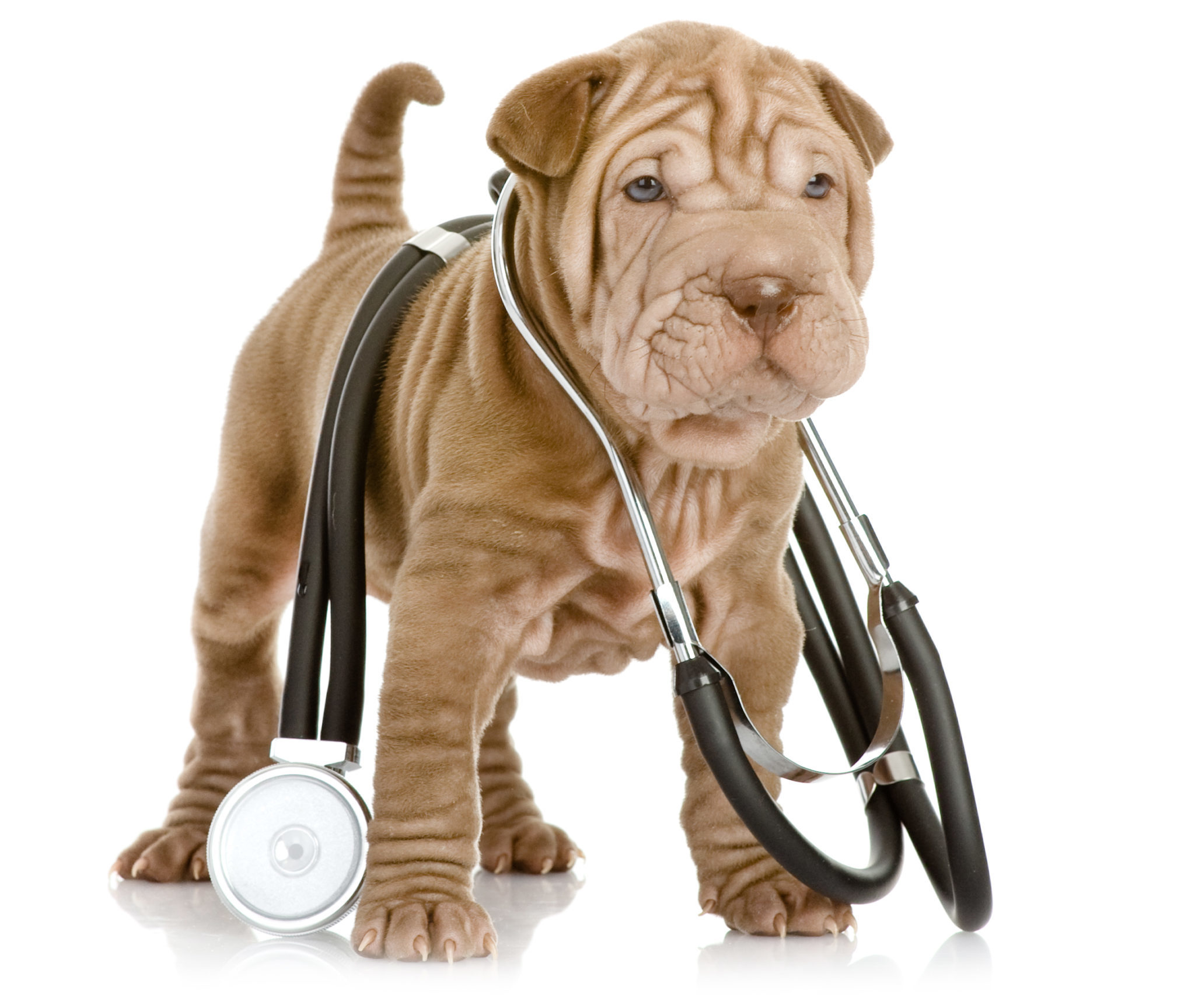 Sharpei Puppy Stethoscope