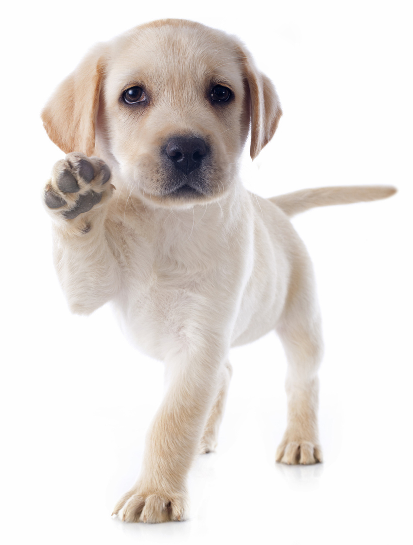 Labrador Retriever Puppy