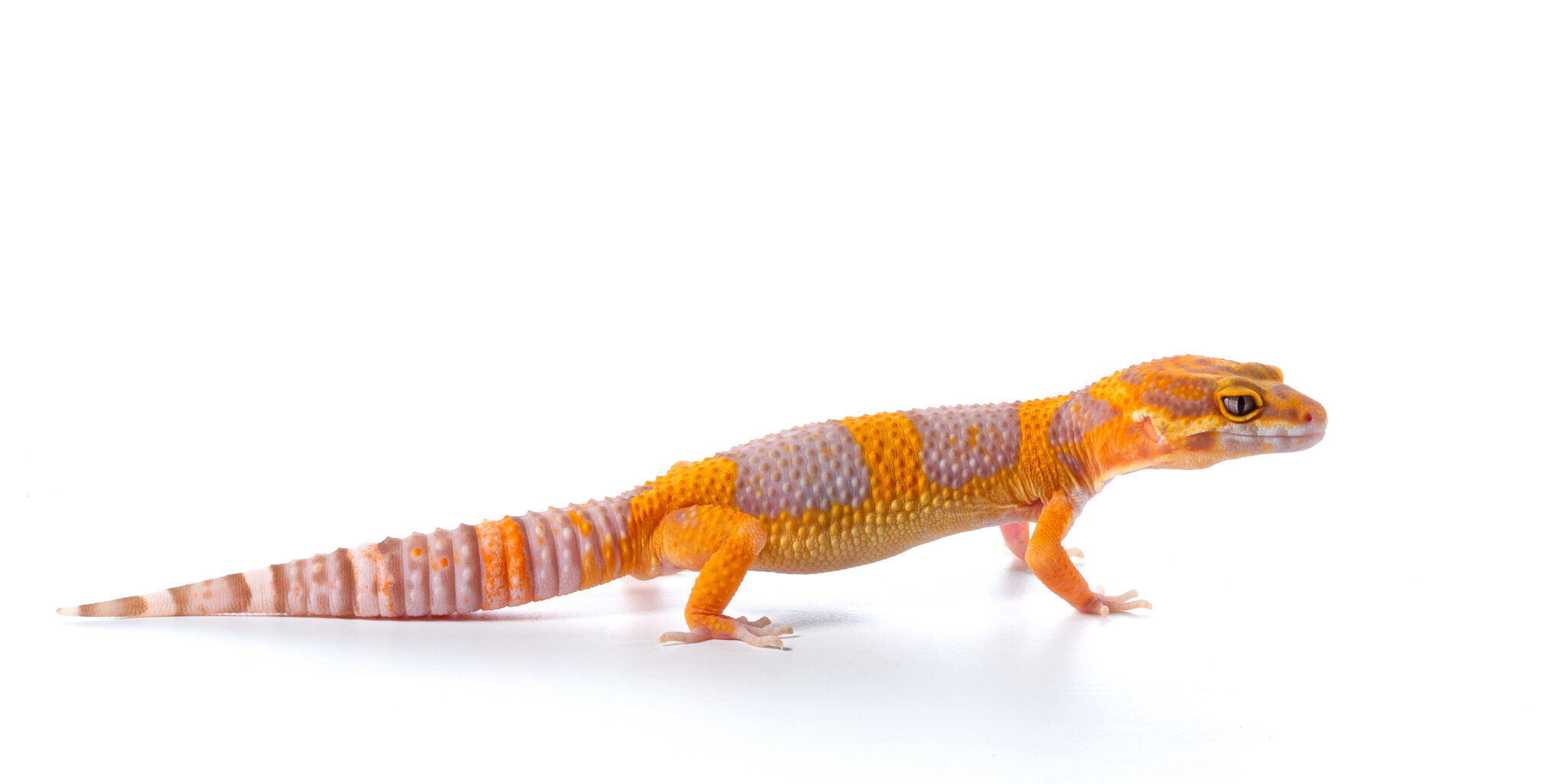 Leopard Gecko, Cute Pet That Looks Like A Smile All The Time Sta